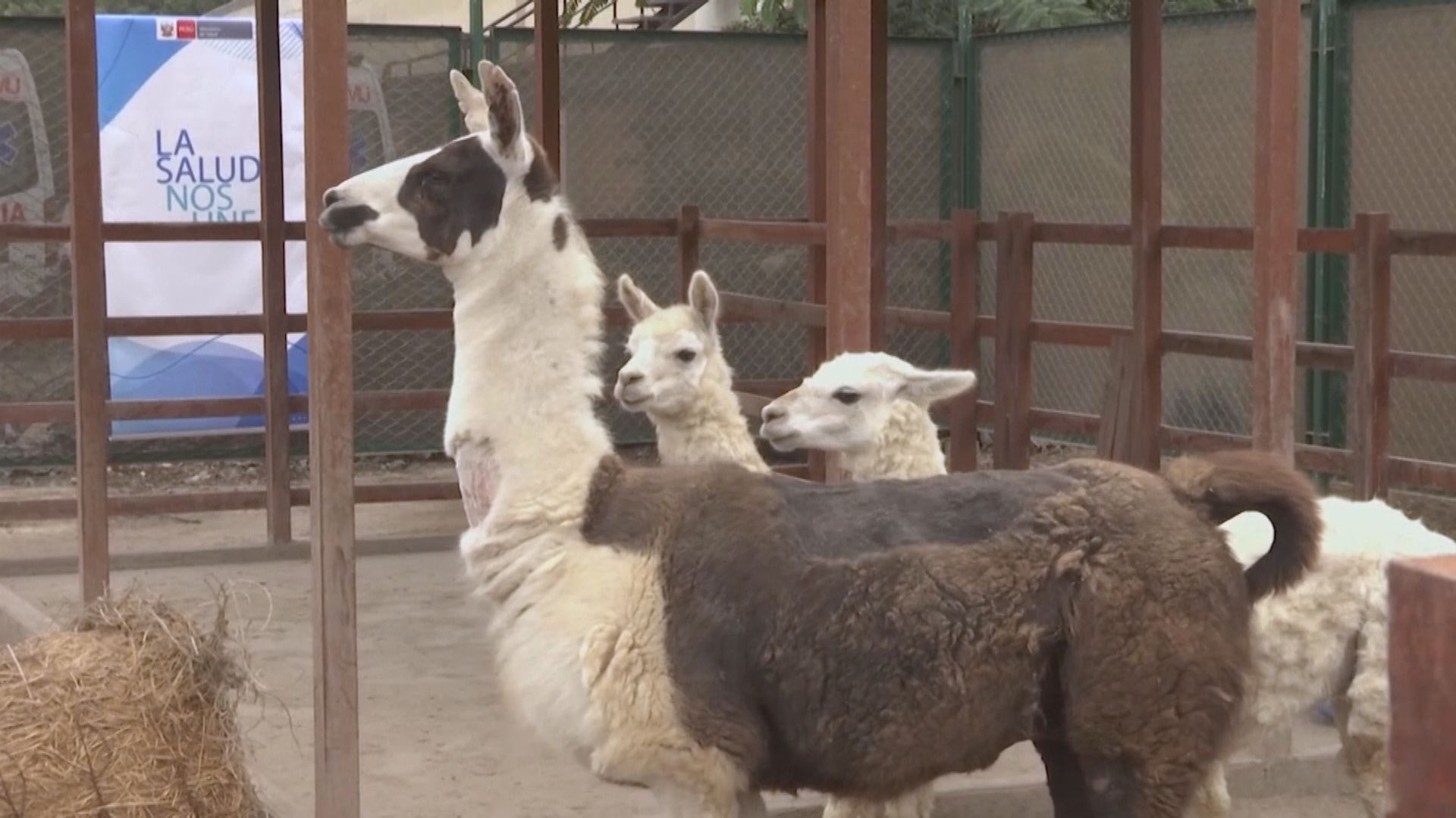 【環球薈報】研究發現大羊駝抗體有助對抗新冠病毒