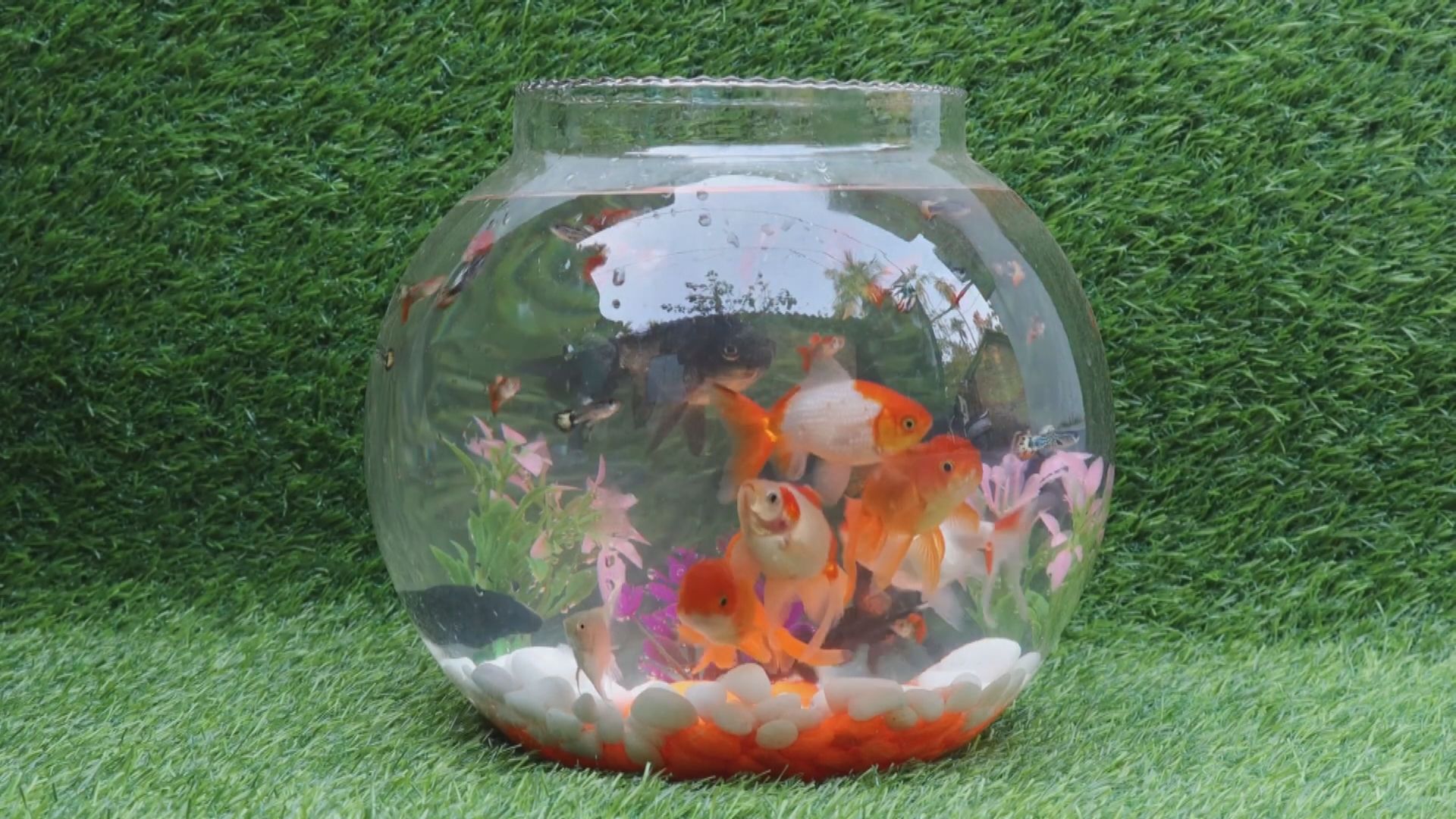 【環球薈報】法國有水族業者停售15公升以下魚缸