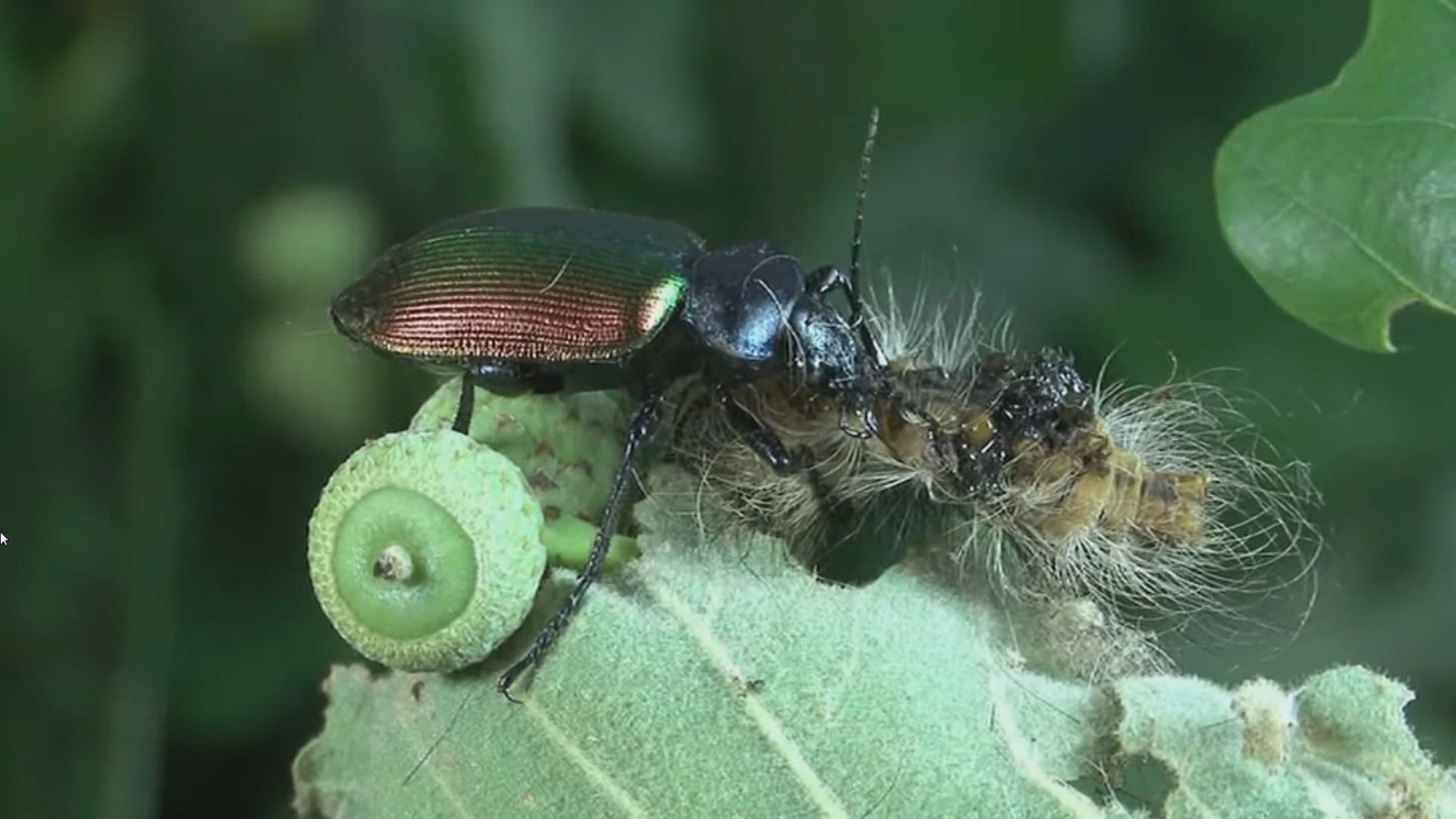 【環球薈報】比利時由土耳其引入「昆蟲終結者」保護樹林