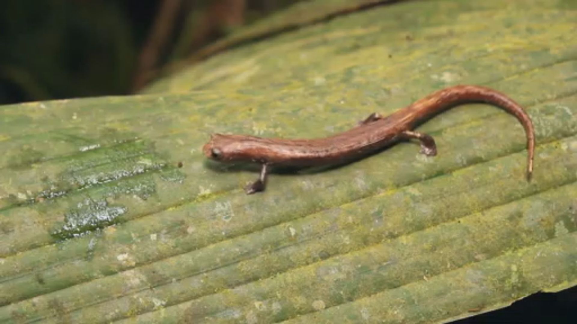 【環球薈報】研究指熱帶雨林在無人干預下再生過程只需二十年