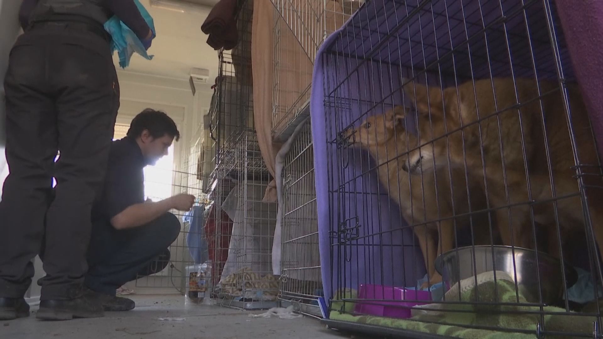 【環球薈報】德國組織在烏克蘭接壤波蘭邊境設動物收容所