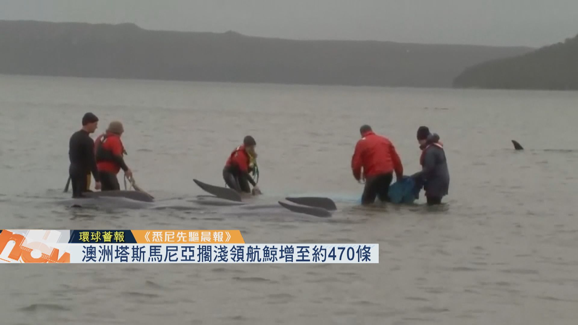【環球薈報】澳洲塔斯馬尼亞擱淺領航鯨增至約470條
