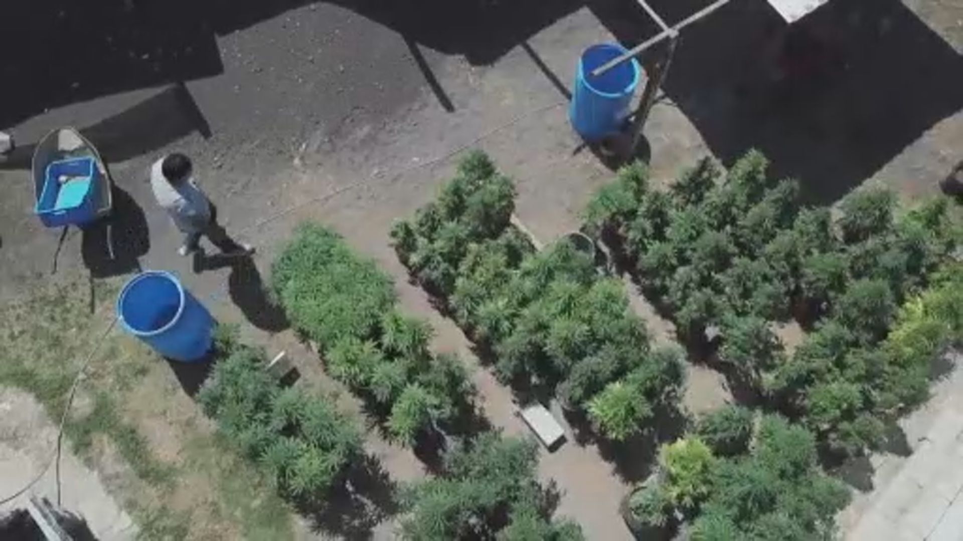 【環球薈報】泰國簽署公文容許民眾自由種植大麻