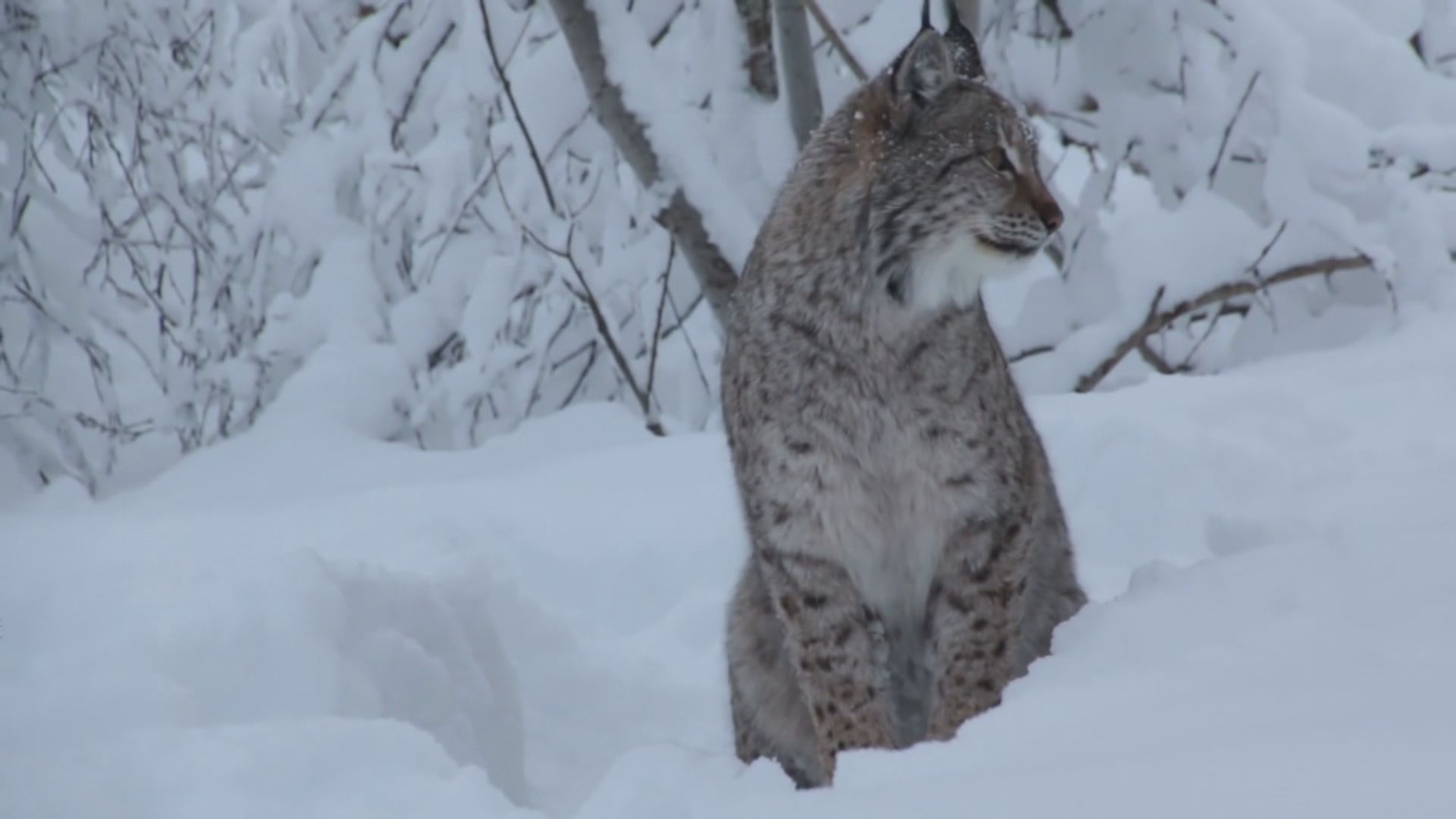 【環球薈報】兩內地男殺死二級保護動物猞猁遭起訴