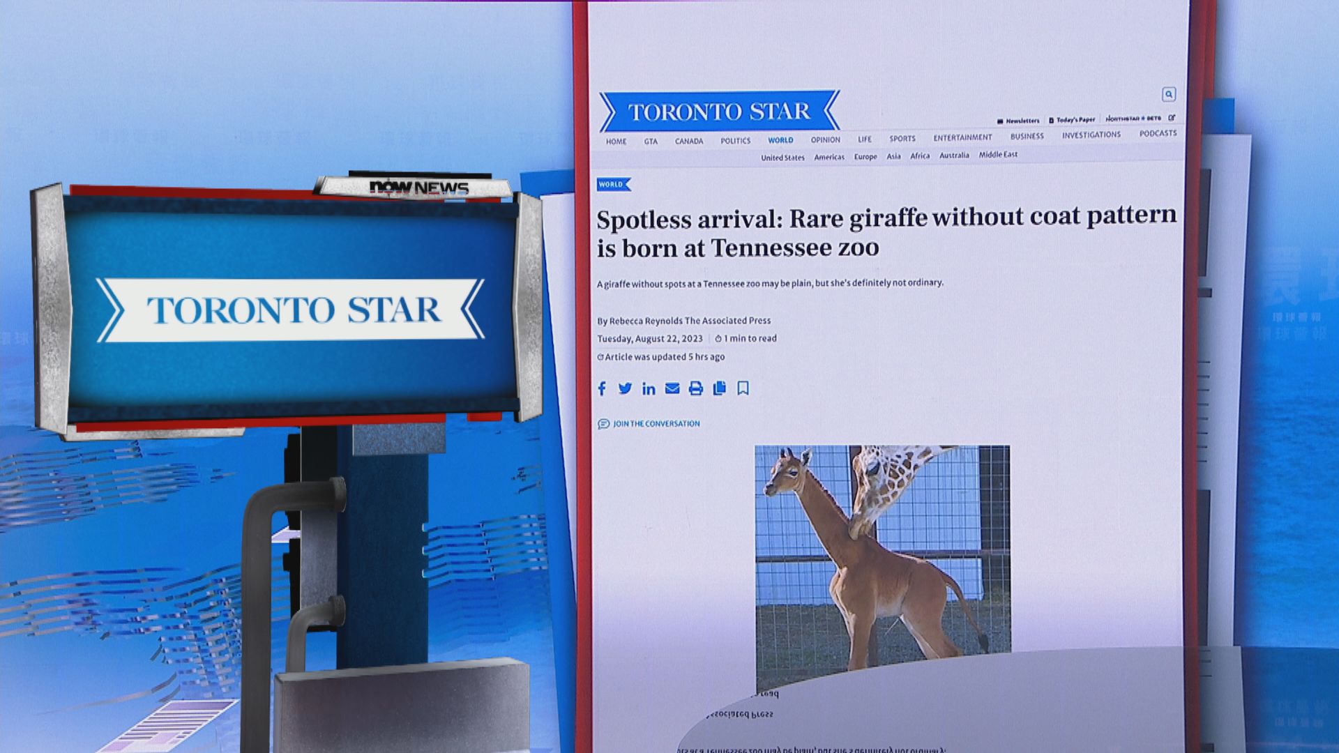 【環球薈報】美國初生長頸鹿天生無斑紋 或逾半世紀首見