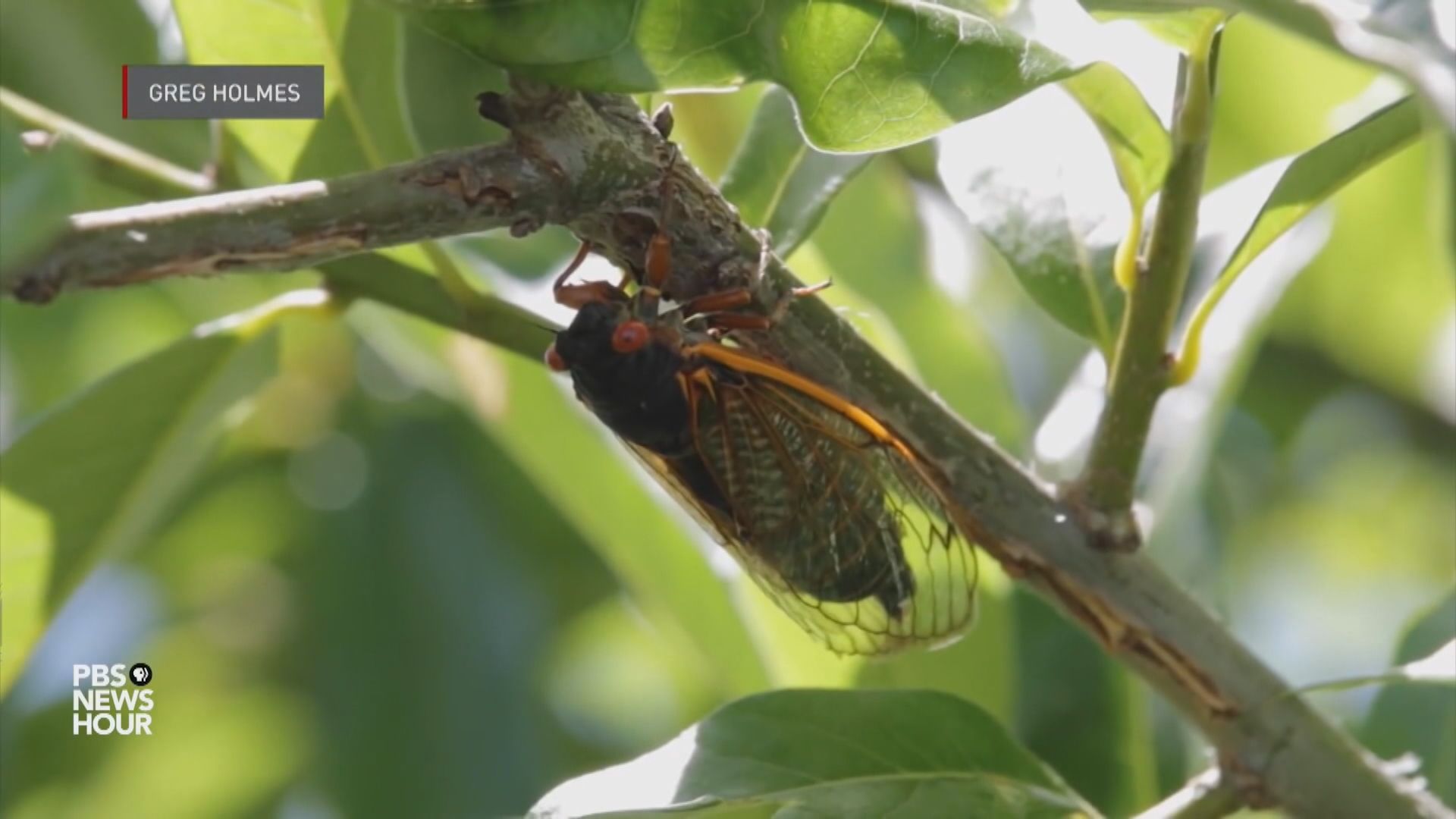 【環球薈報】海鮮敏感者不宜吃蟬