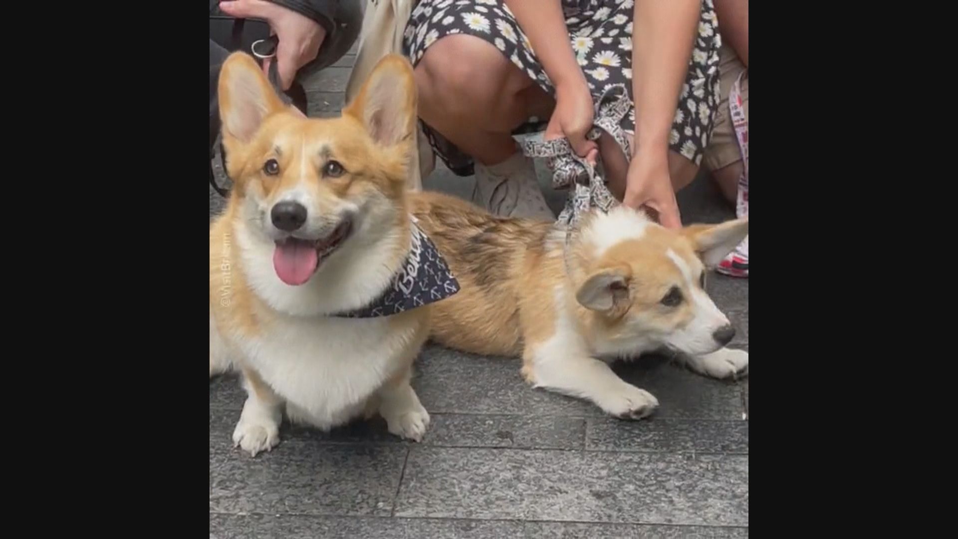 【環球薈報】英女王登基白金禧慶祝活動　哥基無處不在
