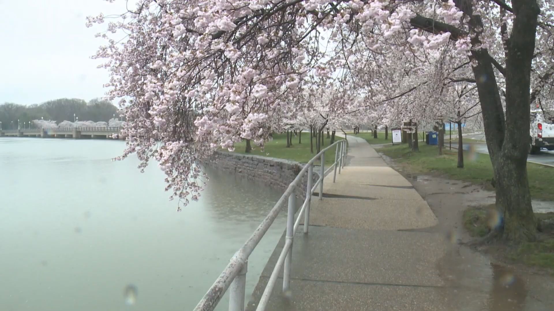【環球薈報】美國國家公園櫻花提早盛開