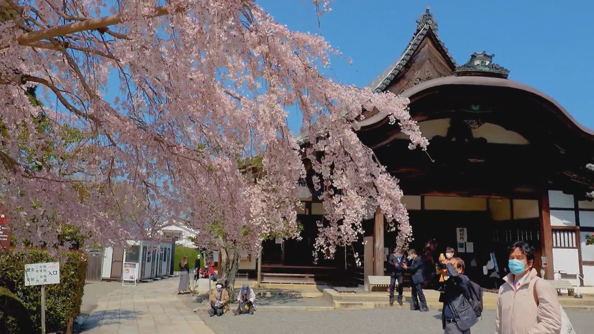 【環球薈報】日本京都迎來近1200年最早「櫻花季」