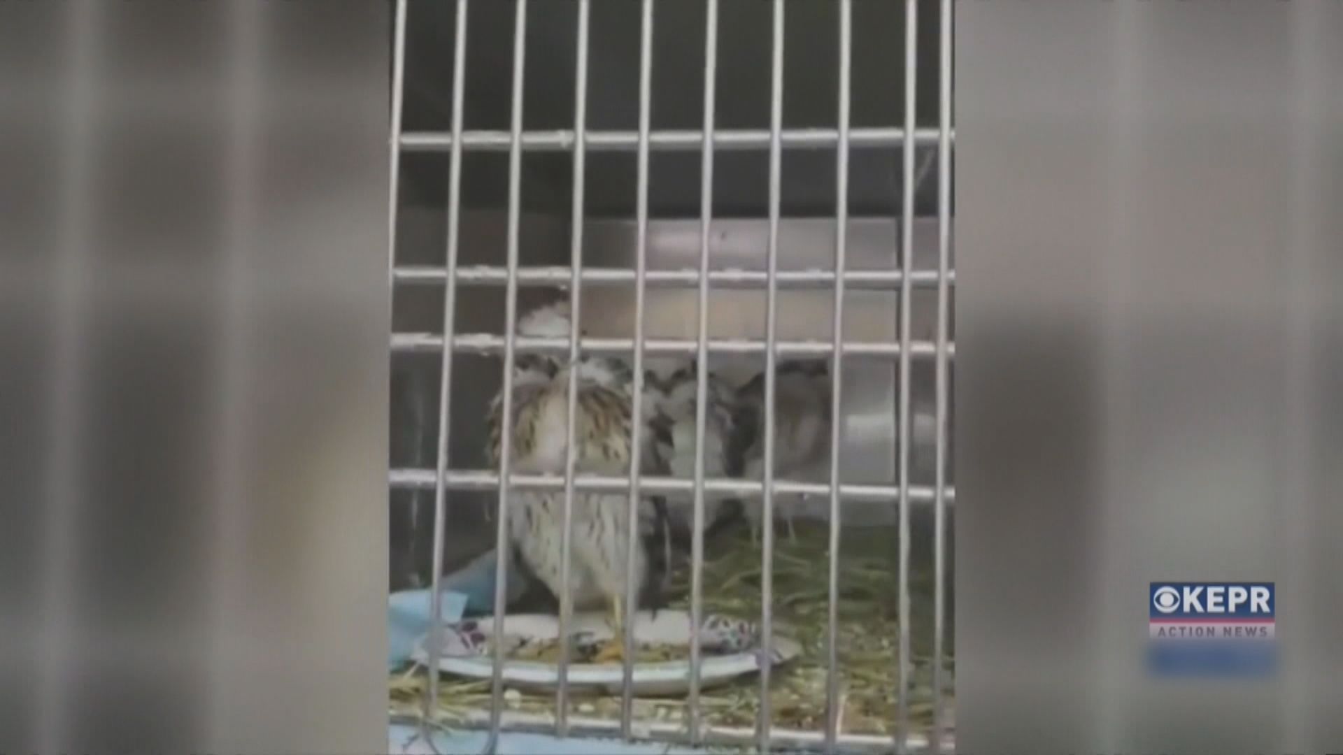 【環球薈報】受美國熱浪影響　不少幼鷹跳出鳥巢受傷