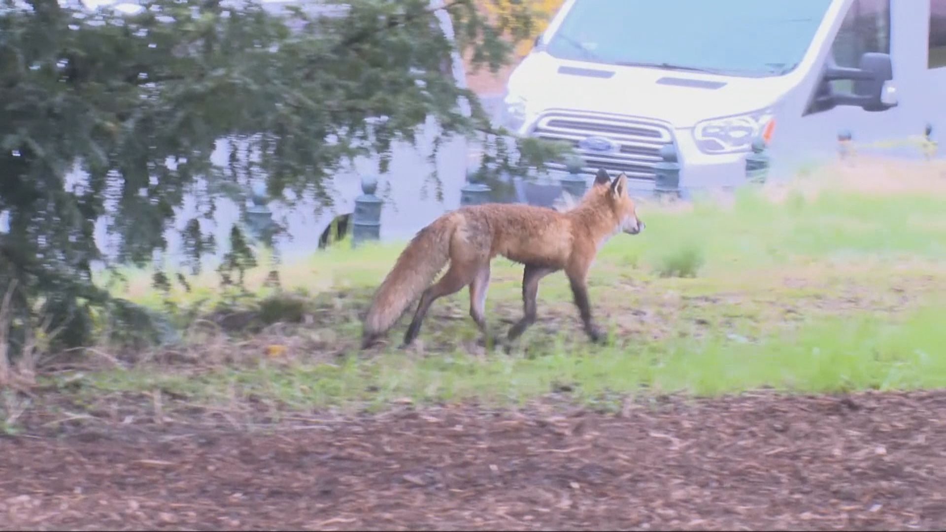 【環球薈報】美國國會山莊被擒狐狸所誕小狐狸遭人道毀滅