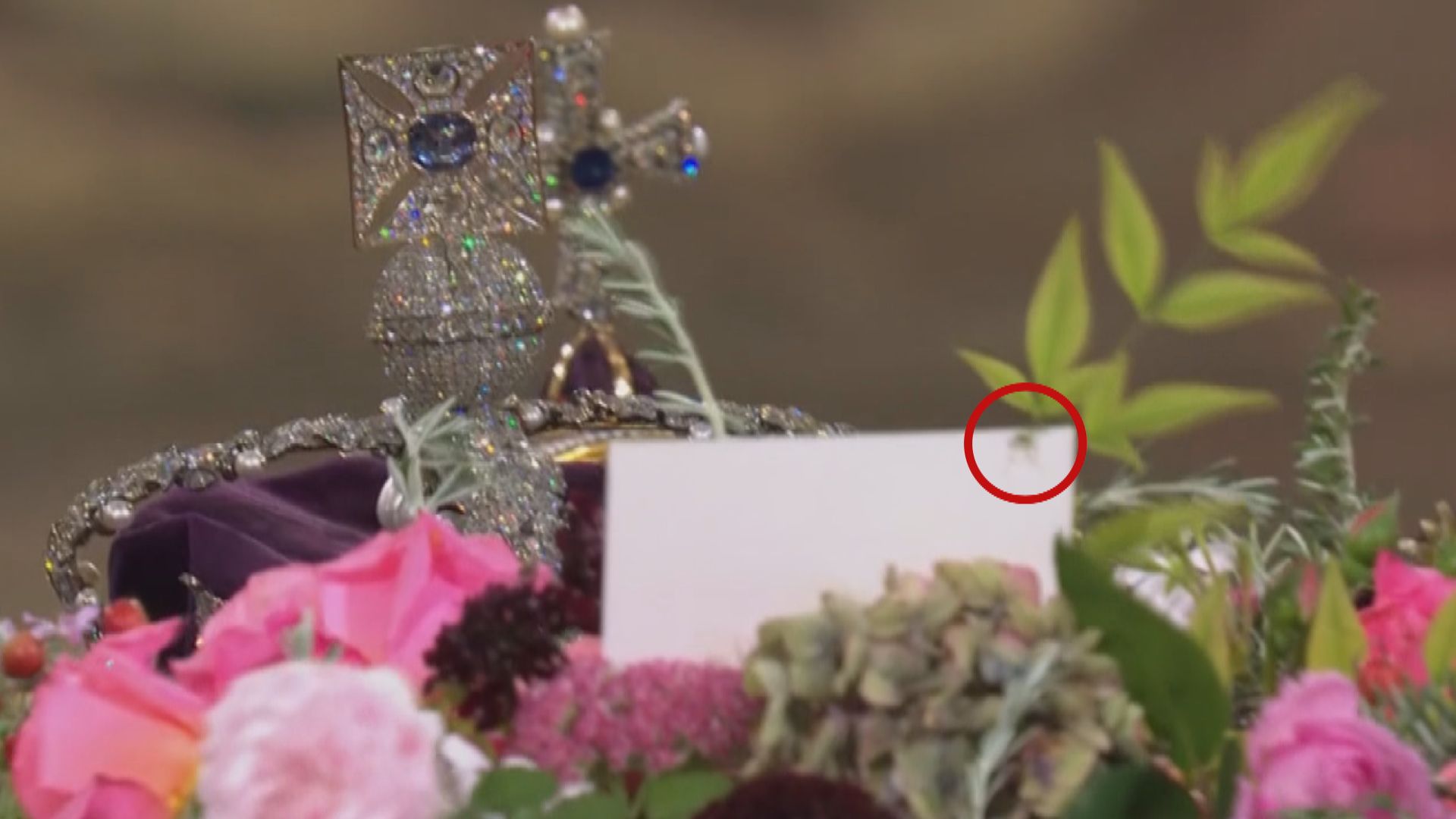 【環球薈報】蜘蛛現身英女王靈柩上花圈惹熱議