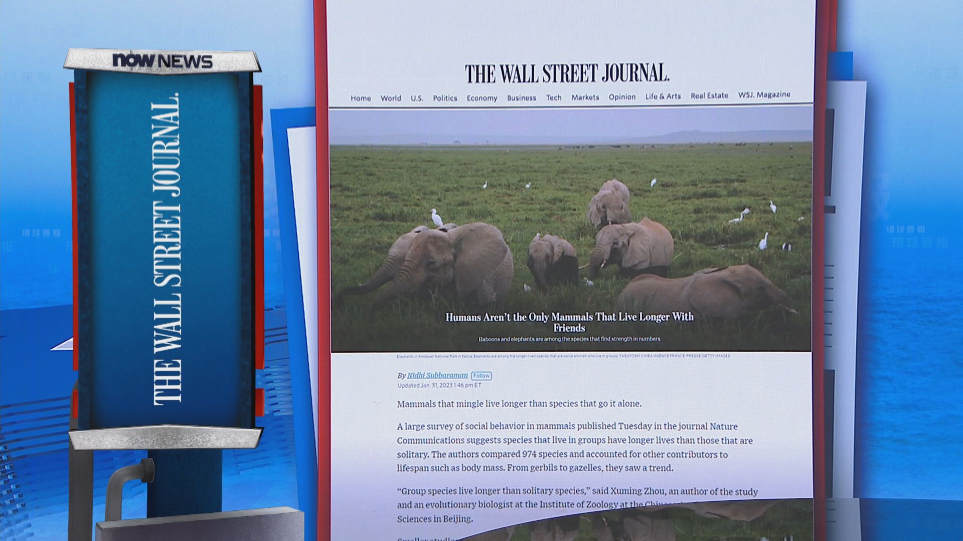 【環球薈報】研究指哺乳類群居動物較獨居動物長壽