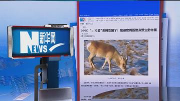 【環球薈報】近萬隻瀕危動物黃羊由蒙古遷徙到內蒙古阿爾山