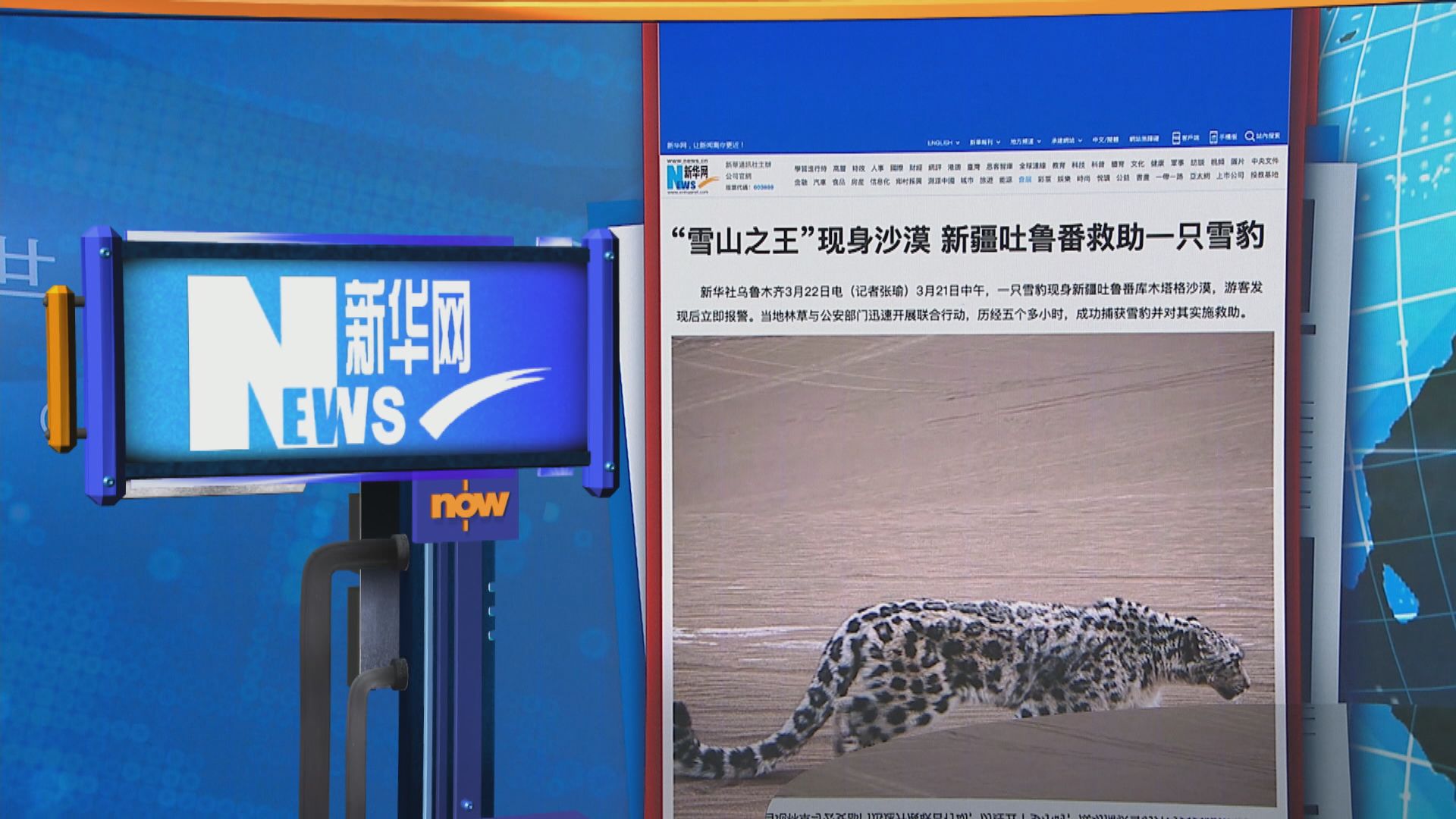 世味天下｜「雪山之王」雪豹誤入沙漠地區　被當局捕獲送救援中心接受治療監察