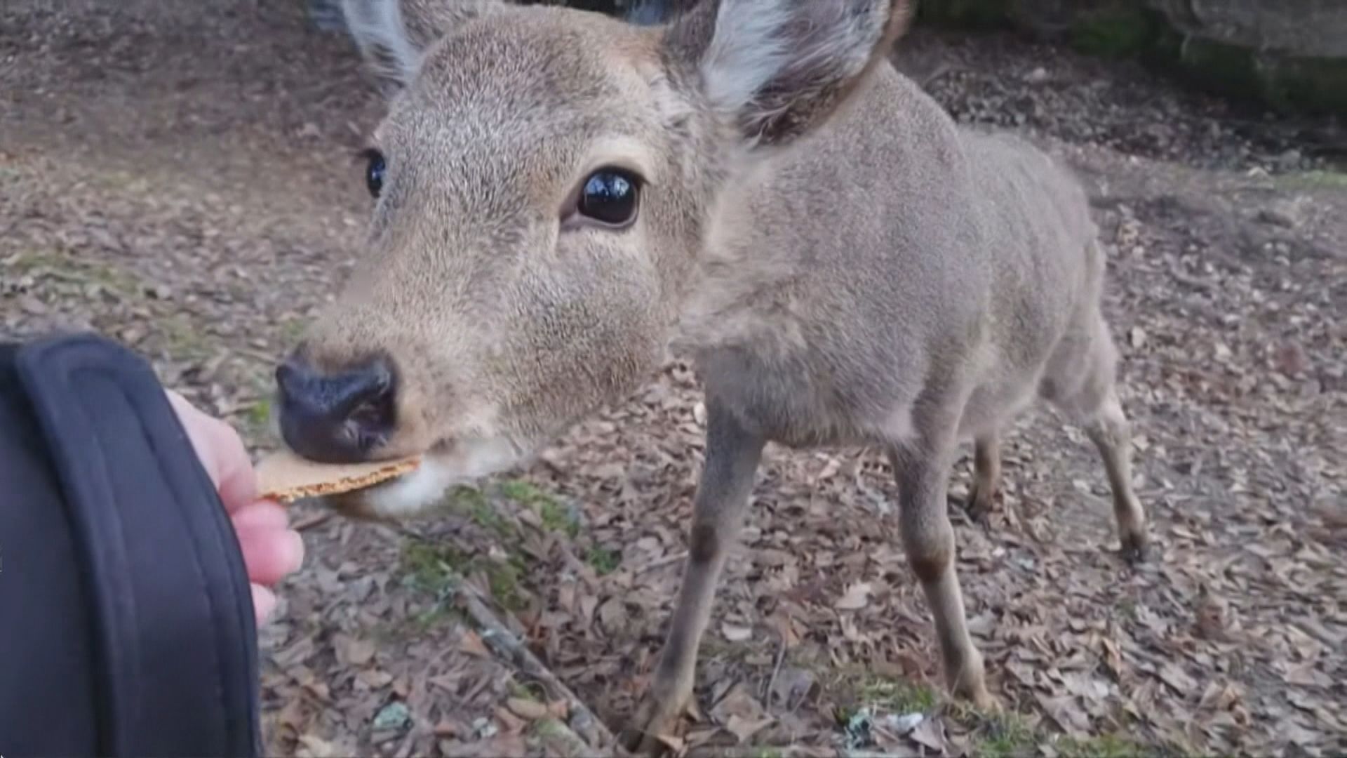 【環球薈報】受新型冠狀病毒疫情影響日本奈良鹿捱餓