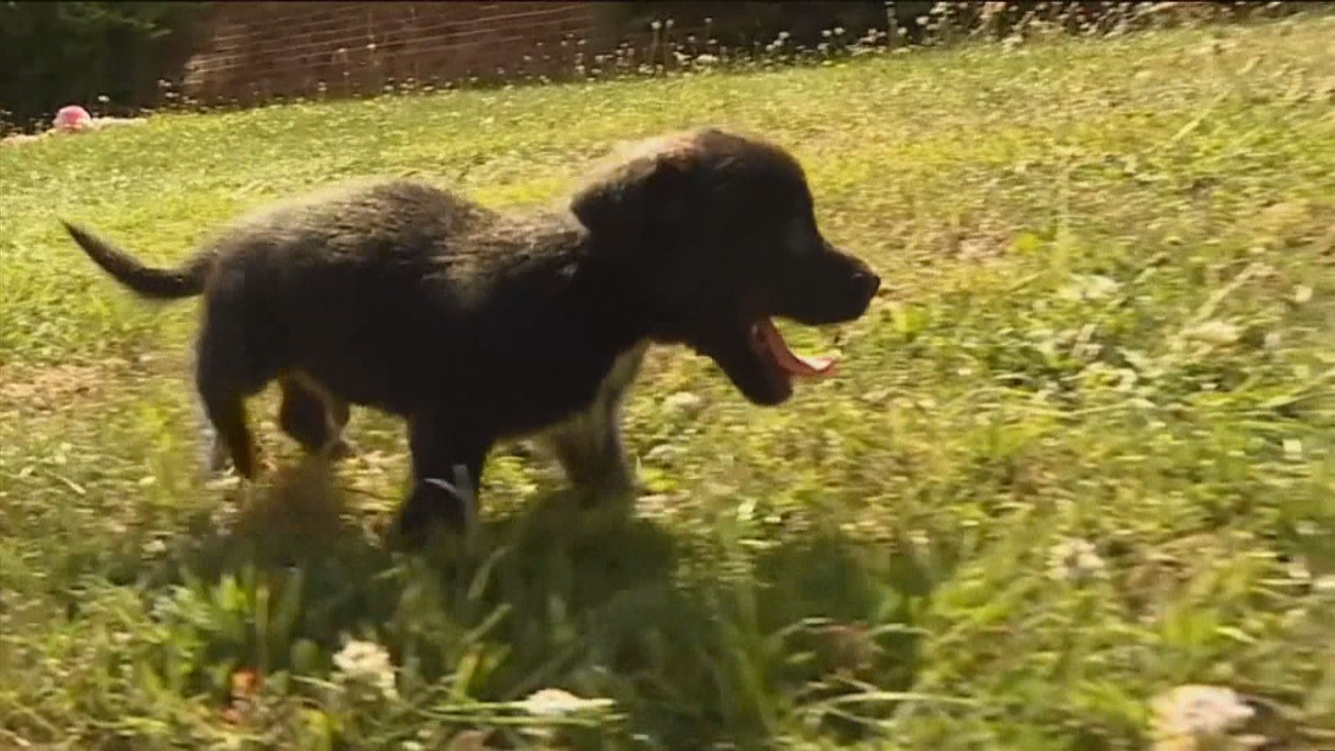 【環球薈報】英國設特別工作小組應對寵物盜竊案急升