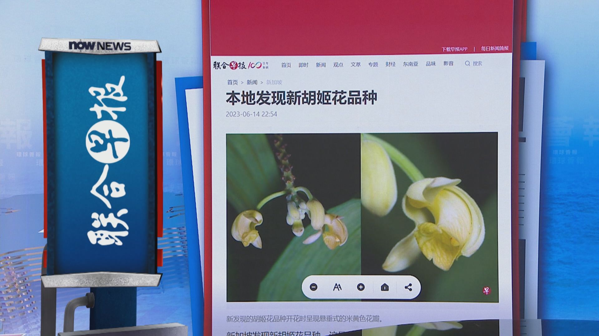 【環球薈報】新加坡發現新品種蘭花 以「魚尾獅」命名