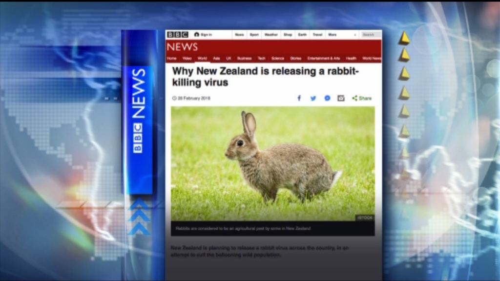 【環球薈報】新西蘭本月起全國毒殺野兔