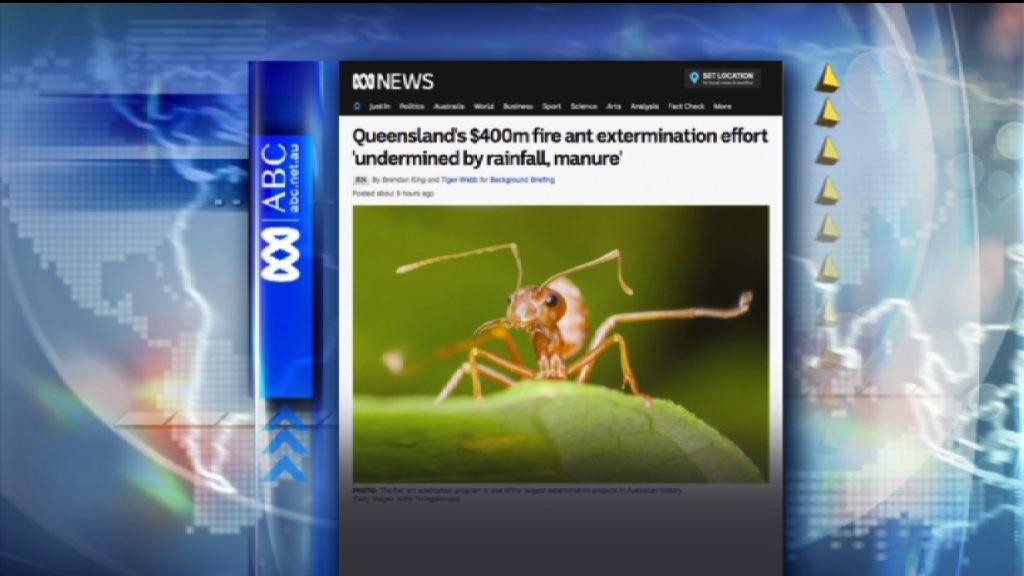 【環球薈報】錯用蟻餌滅紅火蟻　澳洲隨時白花四億