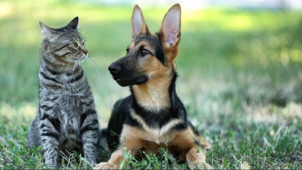 【環球薈報】美國專家指狗比貓聰明逾兩倍