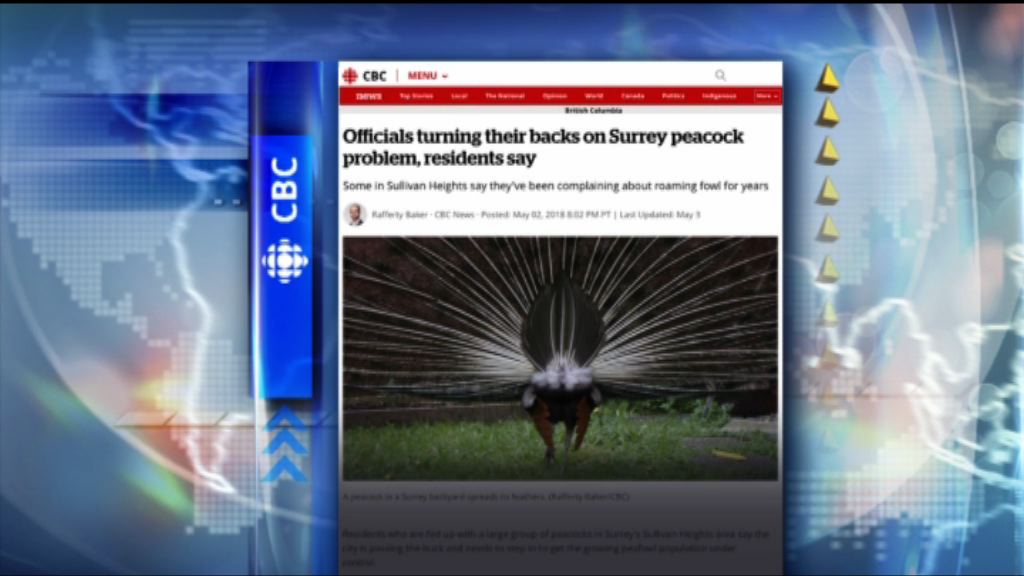【環球薈報】加拿大卑詩省住宅區被逾百孔雀「佔領」