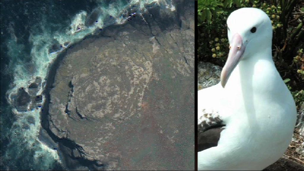 【環球薈報】科學家首用衛星點算瀕危雀鳥