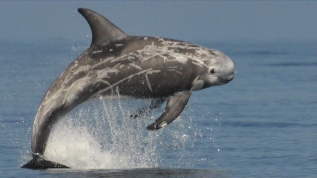 【環球薈報】研究發現灰海豚獵食有策略