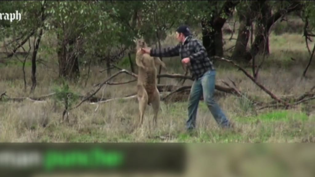 【環球薈報】澳洲男子為救愛犬向袋鼠揮拳