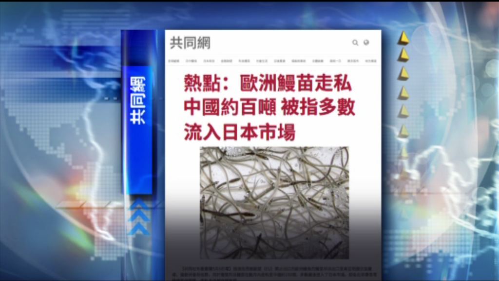 【環球薈報】百噸走私歐洲鰻魚最終流入日本