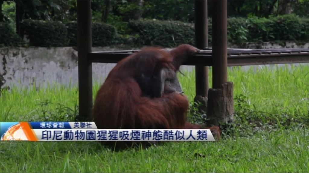 【環球薈報】印尼動物園猩猩吸煙神態酷似人類
