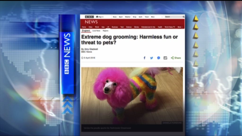 【環球薈報】關注動物團體指極端寵物美容威脅動物健康