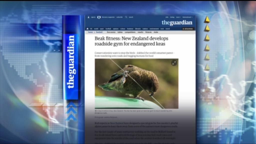 【環球薈報】新西蘭為獨有鸚鵡設路邊健身設施