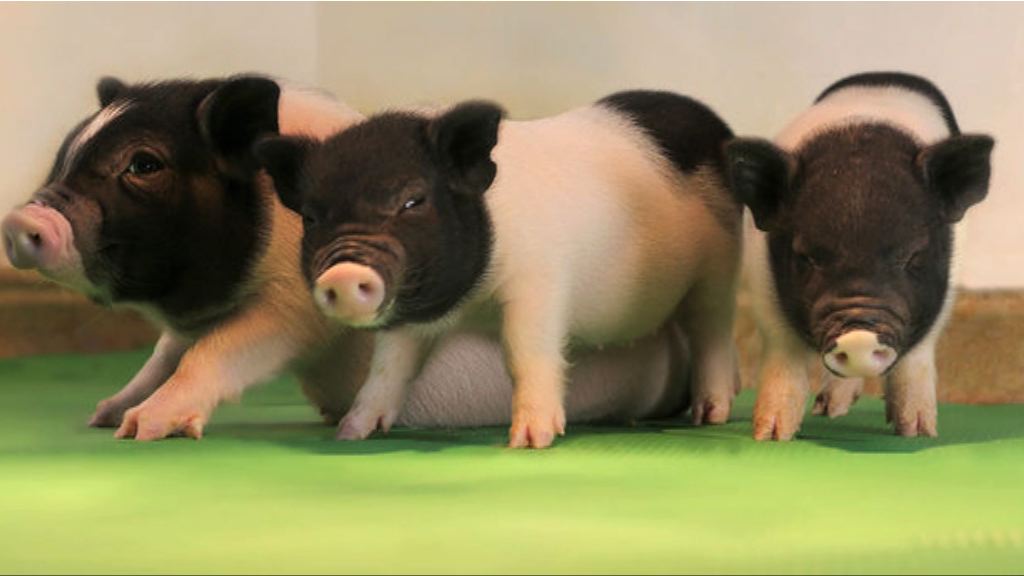 【環球薈報】異種器官移植研究取得突破