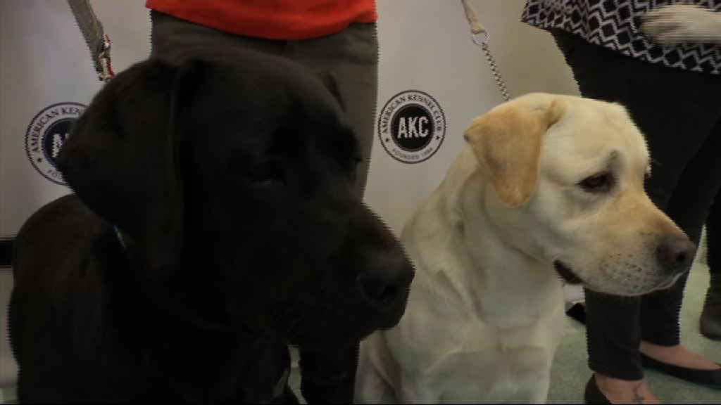 【環球薈報】拉布拉多犬易肥胖或與基因有關