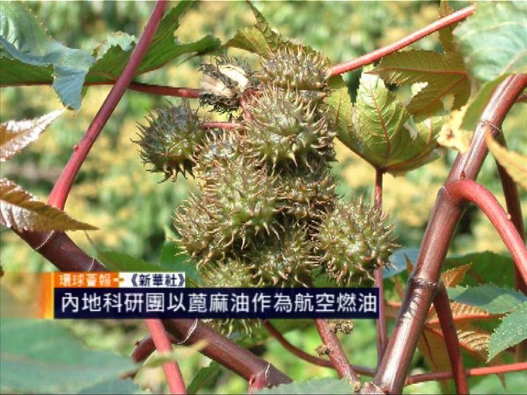 【環球薈報】內地科研團以蓖麻油作航空燃油