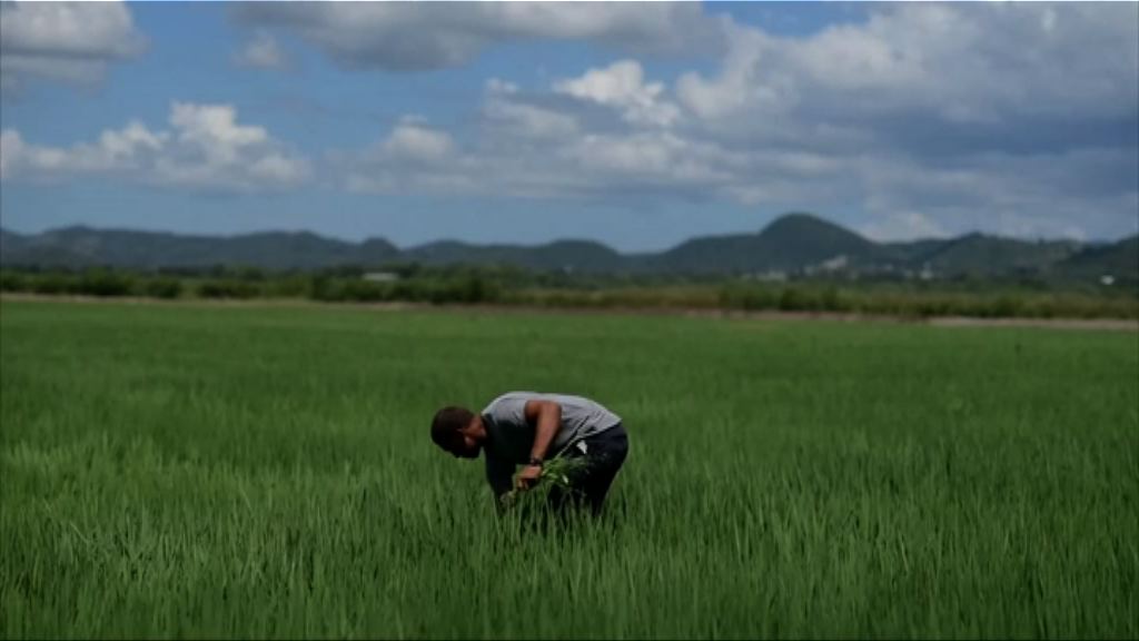 【環球薈報】科學研究指有機種植環保不足