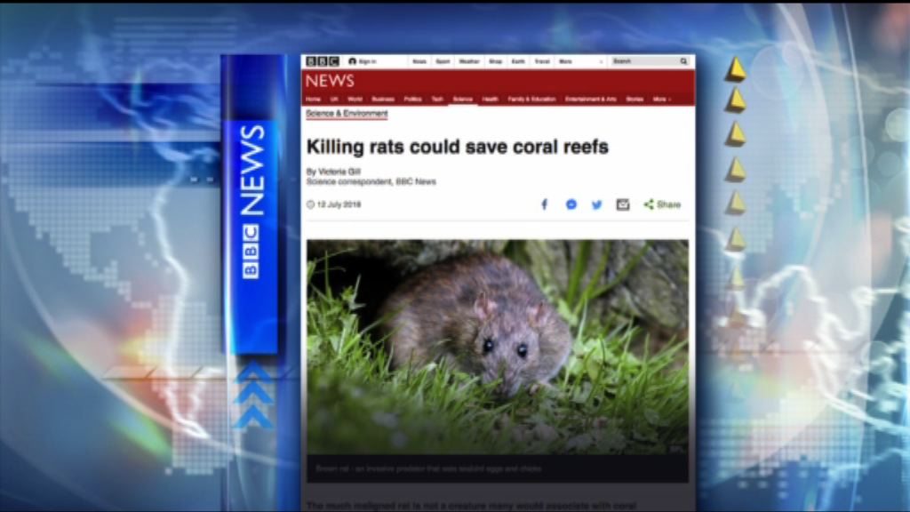 【環球薈報】研究指老鼠數目影響珊瑚礁生長