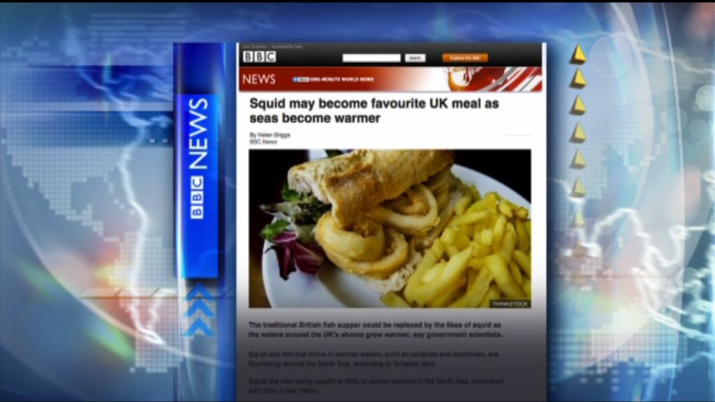 【環球薈報】海水變暖令北海魷魚產量大增