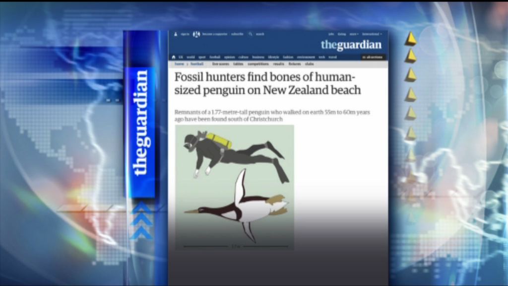 【環球薈報】新西蘭古代巨型企鵝高如成年男子