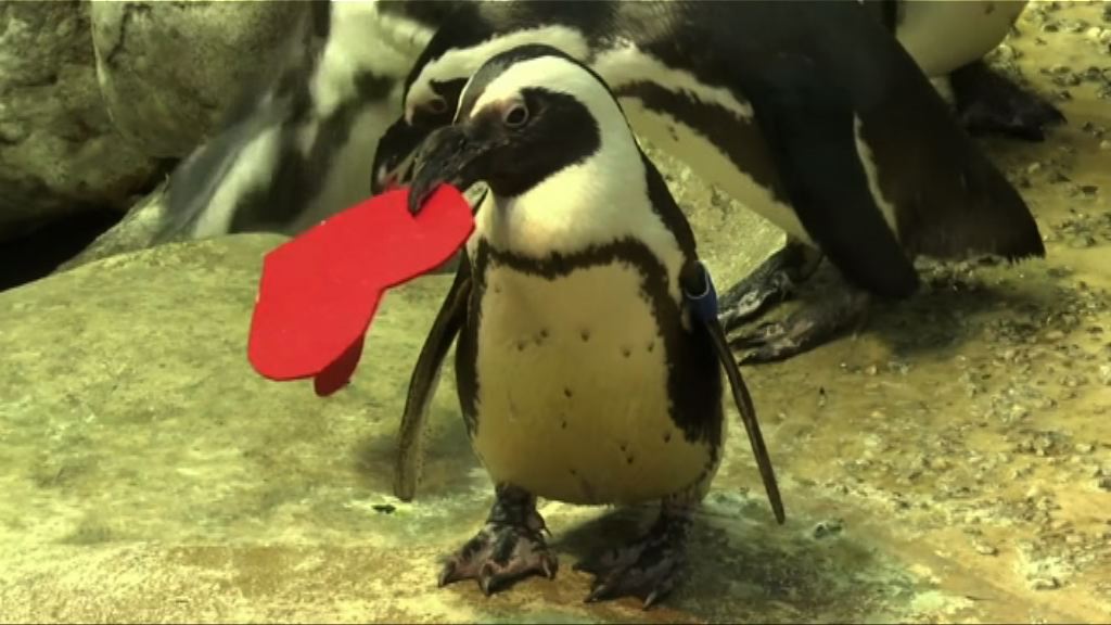 【環球薈報】企鵝「愛心」築愛巢