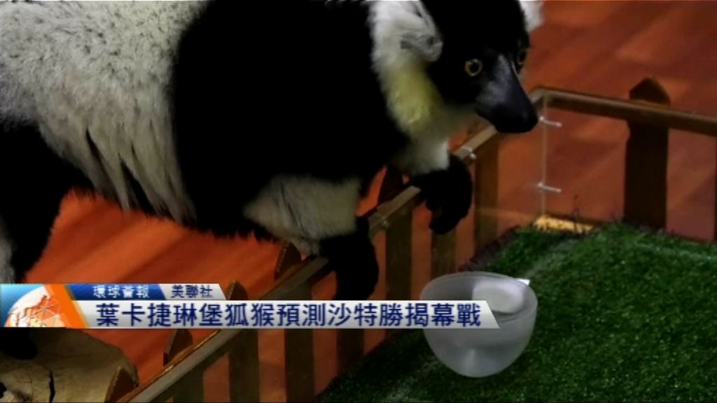 【環球薈報】葉卡捷琳堡狐猴預測沙特勝揭幕戰