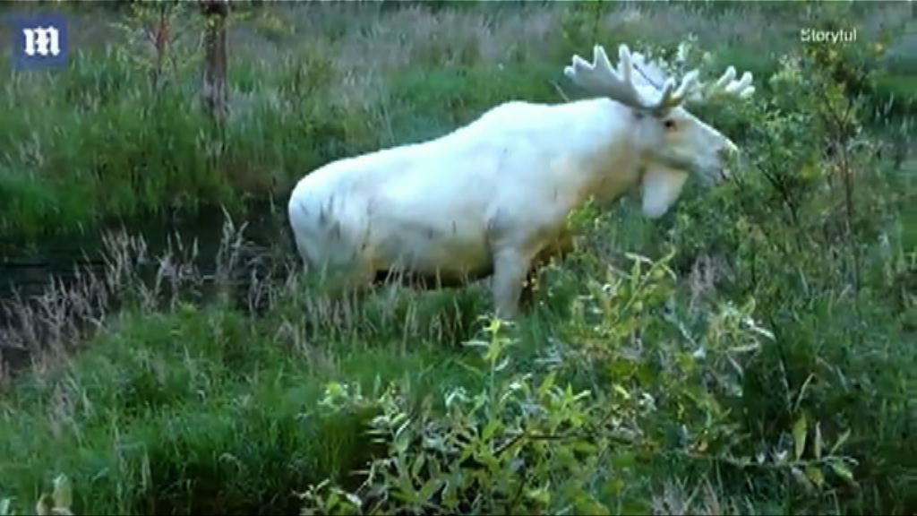 【環球薈報】瑞典男子遇稀有白駝鹿