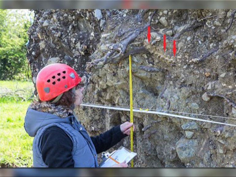 【環球薈報】風暴掀起古樹　驚現千年骸骨