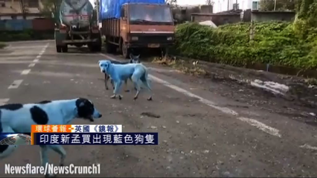 【環球薈報】印度新孟買出現藍色狗隻