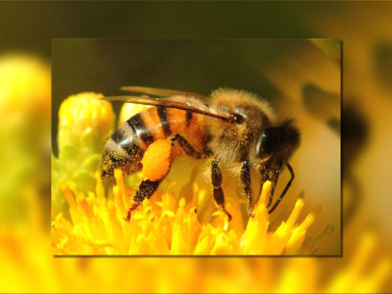 【環球薈報】專家發現八分一蜜蜂偷鄰巢花蜜
