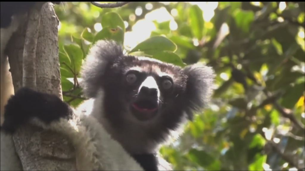 【環球薈報】馬達加斯加採寶石趕絕稀有狐猴