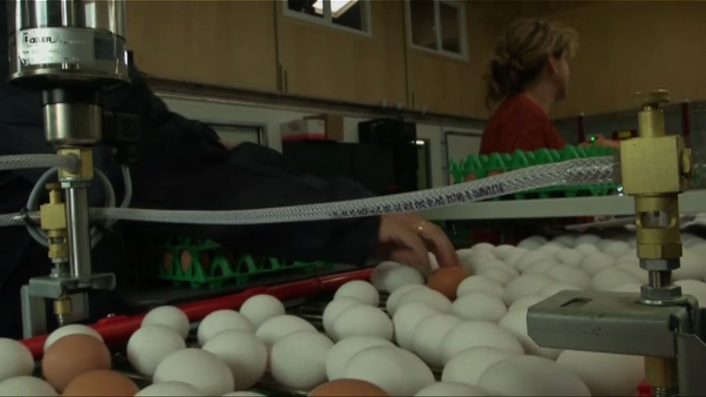 【環球薈報】法國承諾五年後實現雞蛋革命