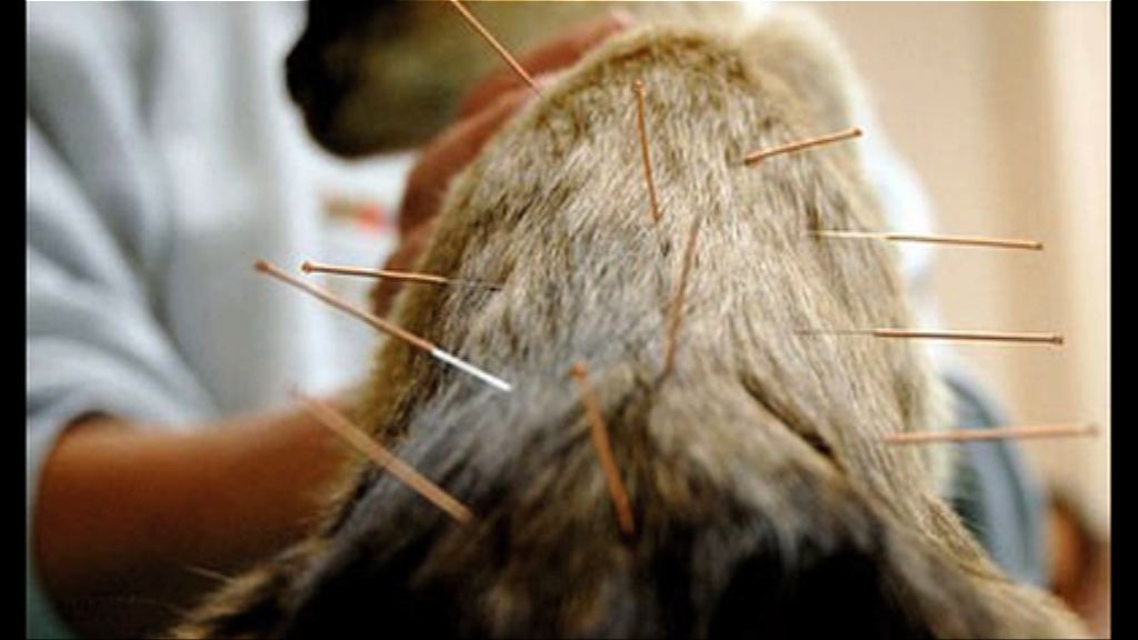 【環球薈報】中國寵物接受針灸治療