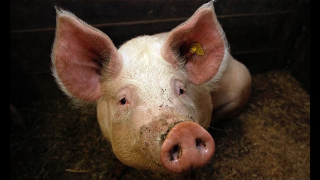 【環球薈報】英國獲救小豬被製成香腸答謝消防員